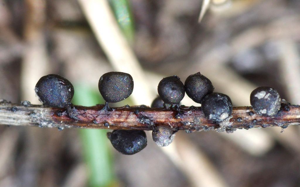 Lamproderma sp, Olympos